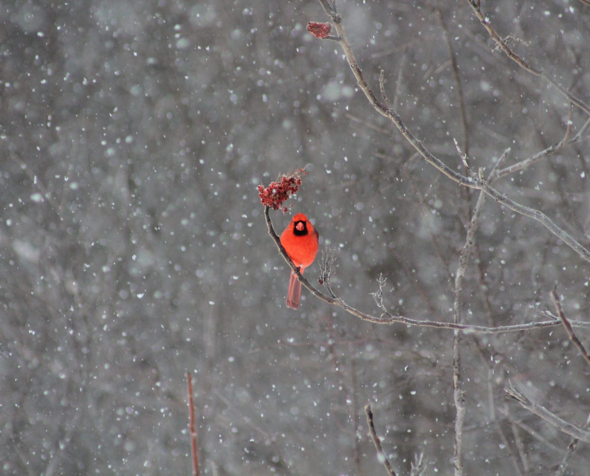 A male northern cardinal perched on a staghorn sumac in a snowstorm.