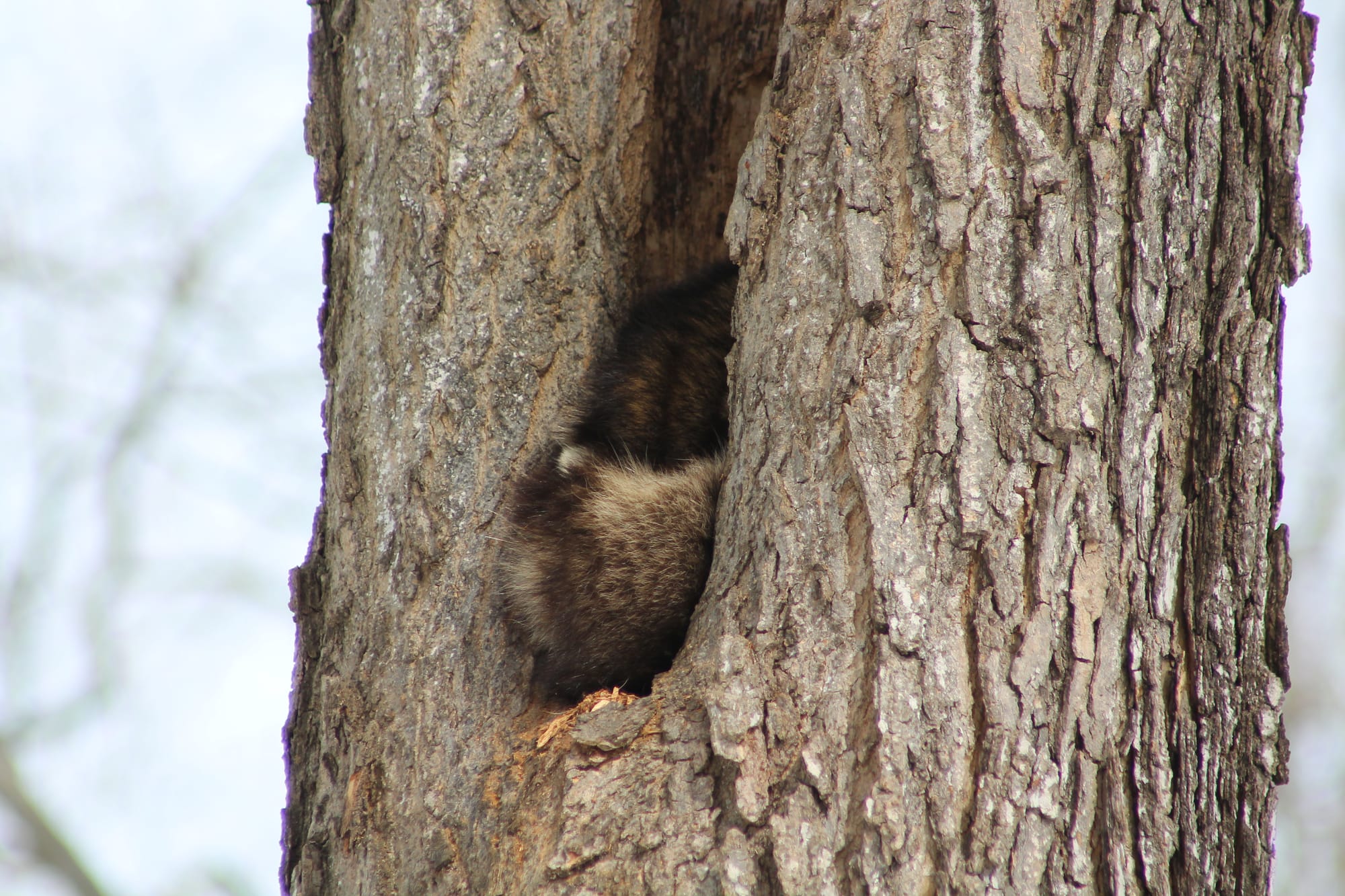 A narrow, deep crevice in a tree, from which part of an animal (a raccoon) is visible