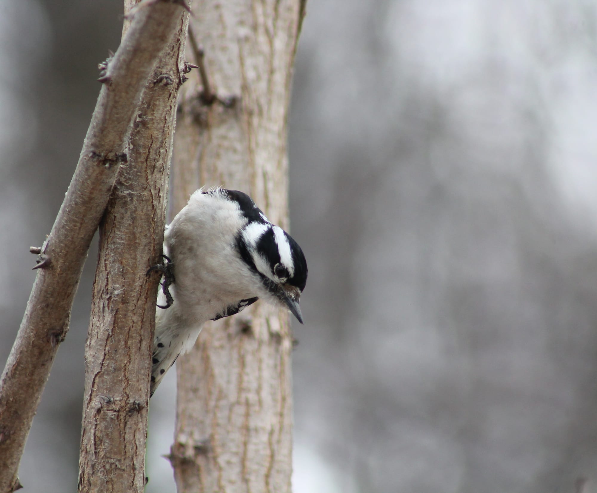 A female downy woodpecker gripping the side of a sapling, their body coiled as if they're about to leap.