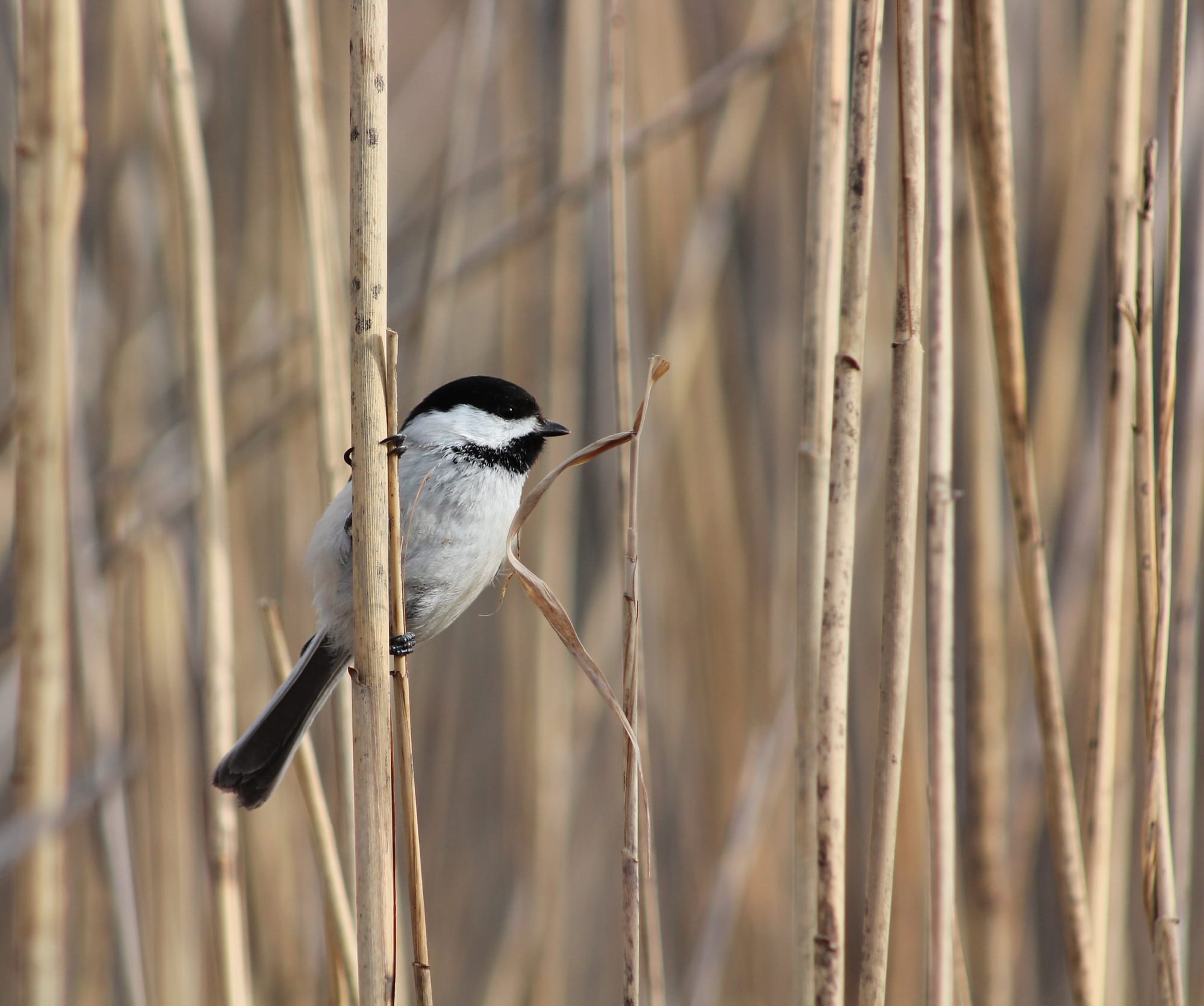 A black-capped chickadee clinging to a rush, their body a perfect diagonal slant with tail on one side of the rush and most of their body on the other, their head turned to the side as they look into the distance and contemplate their next adventure. Everything is beige rushes except for the white, grey, and black chickadee.