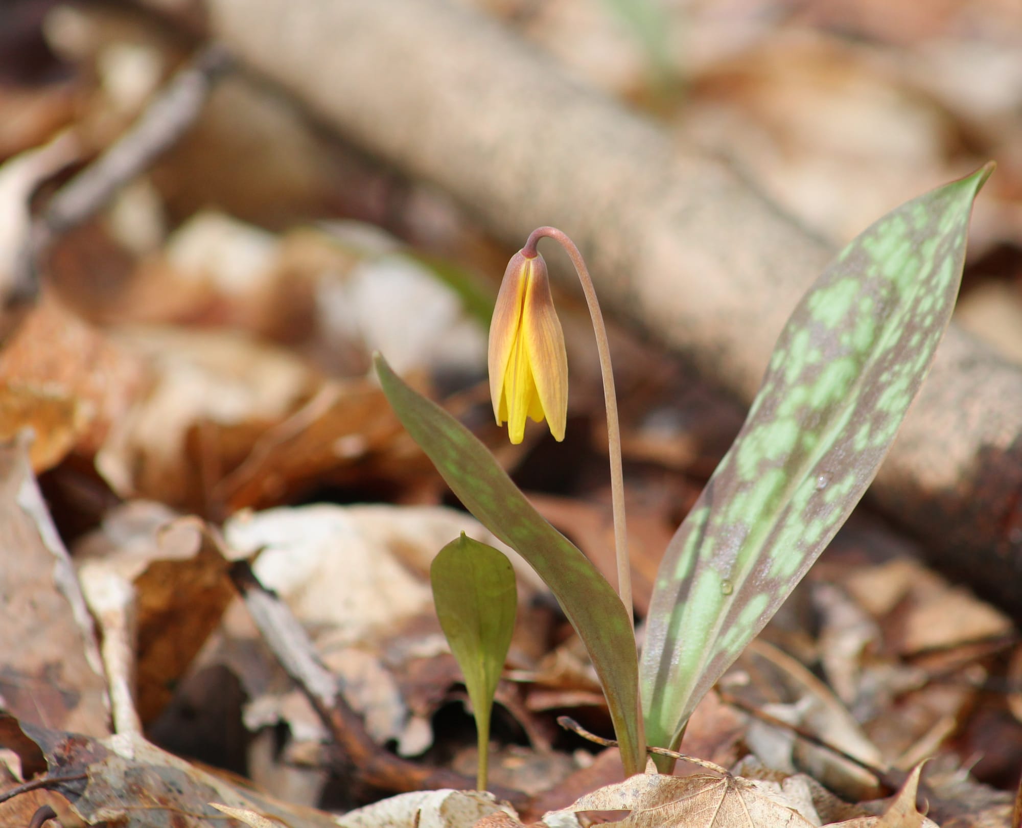 A trout lily growing up from the dead leaves on the forest floor, two green leaves speckled in purple-brown rising up on either side of a delicate stalk, curling at the top where it leads to an equally delicate yellow flower, pointing downwards, not yet fully open.