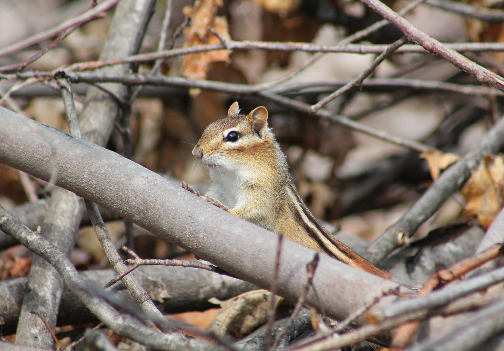 Am eastern chipmunk, a small cute brown rodent with black stripes down their back, small front paws up on a branch on the ground as they peer over it.