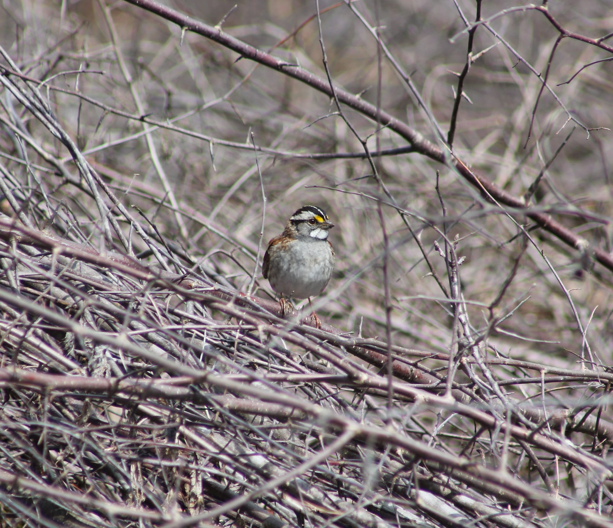 A white-striped white-throated sparrow perched in a pile of dead thorny sticks, seen from the front with their head turned to the side.