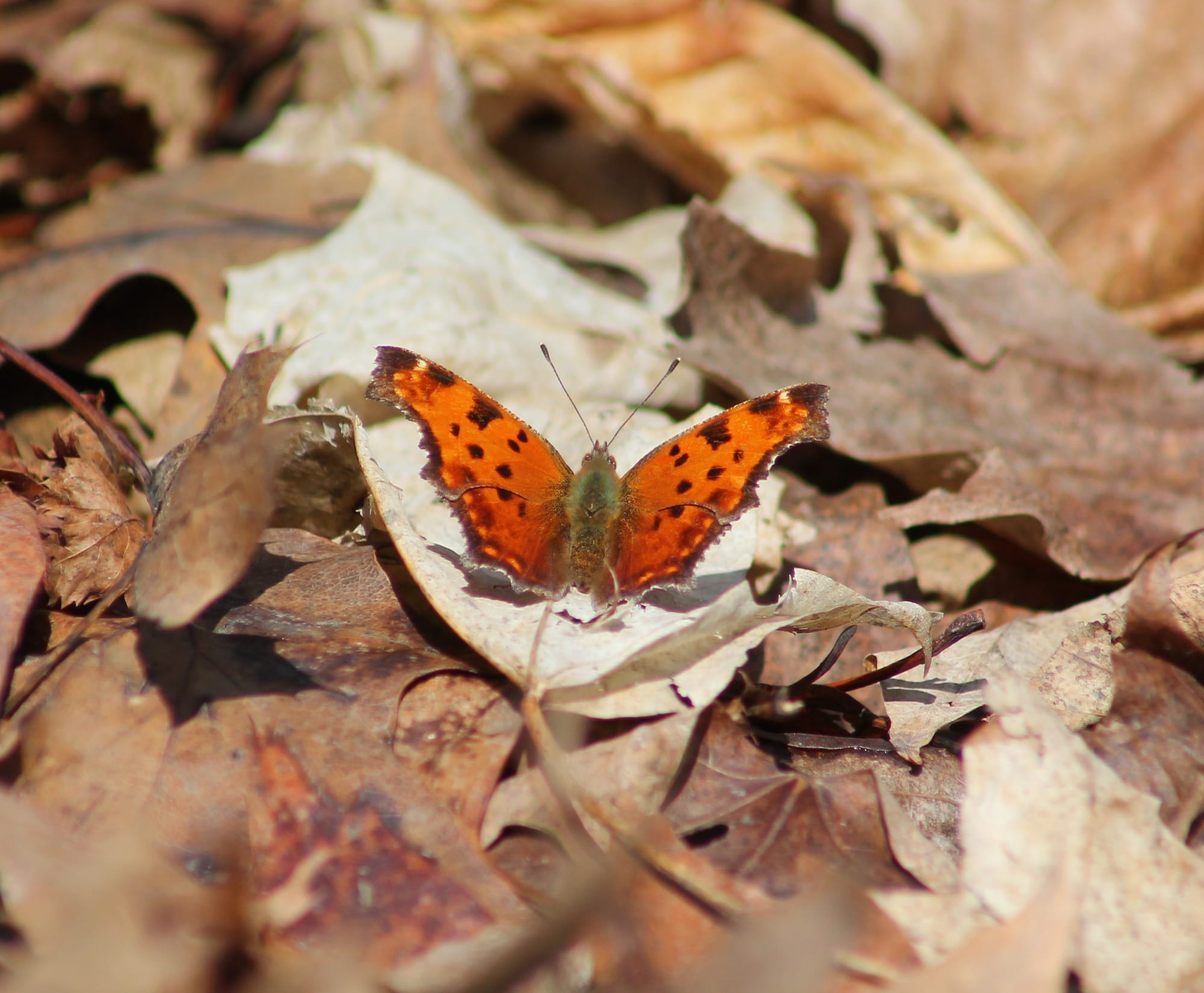 A butterfly perched on dead leaves on the ground, their wings spread wide. Their wings are orange with brown dots, and their body is a mix of fuzzy grey-green and beige.