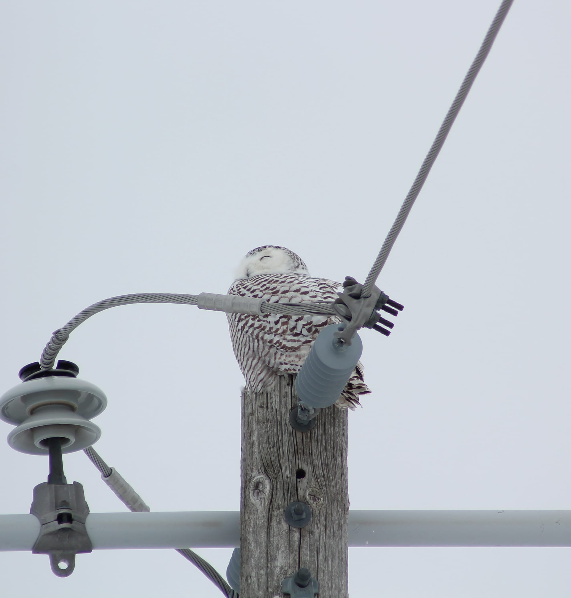A snowy owl, white with heavy dark-coloured barring, perched on top of a wooden utility pole, partially obscured by wires. The owl's face is turned to the side, small beak barely visible in the fluffy white feathers, eyes closed in an expression of apparent contentment.