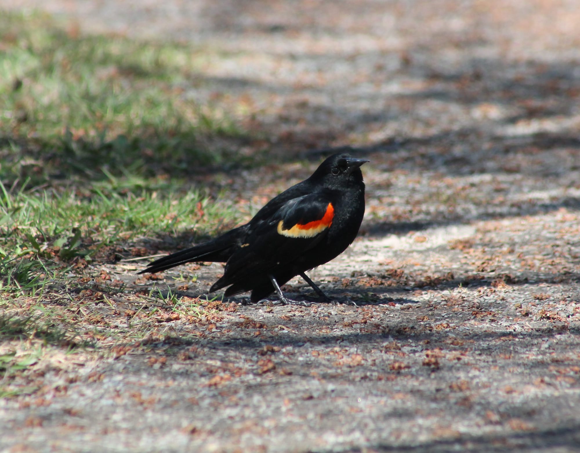 A male red-winged blackbird, all glossy black with red and yellow epaulettes. He's on the ground, holding his wings a little out and down, head at a cocky angle as he eyes the photographer.