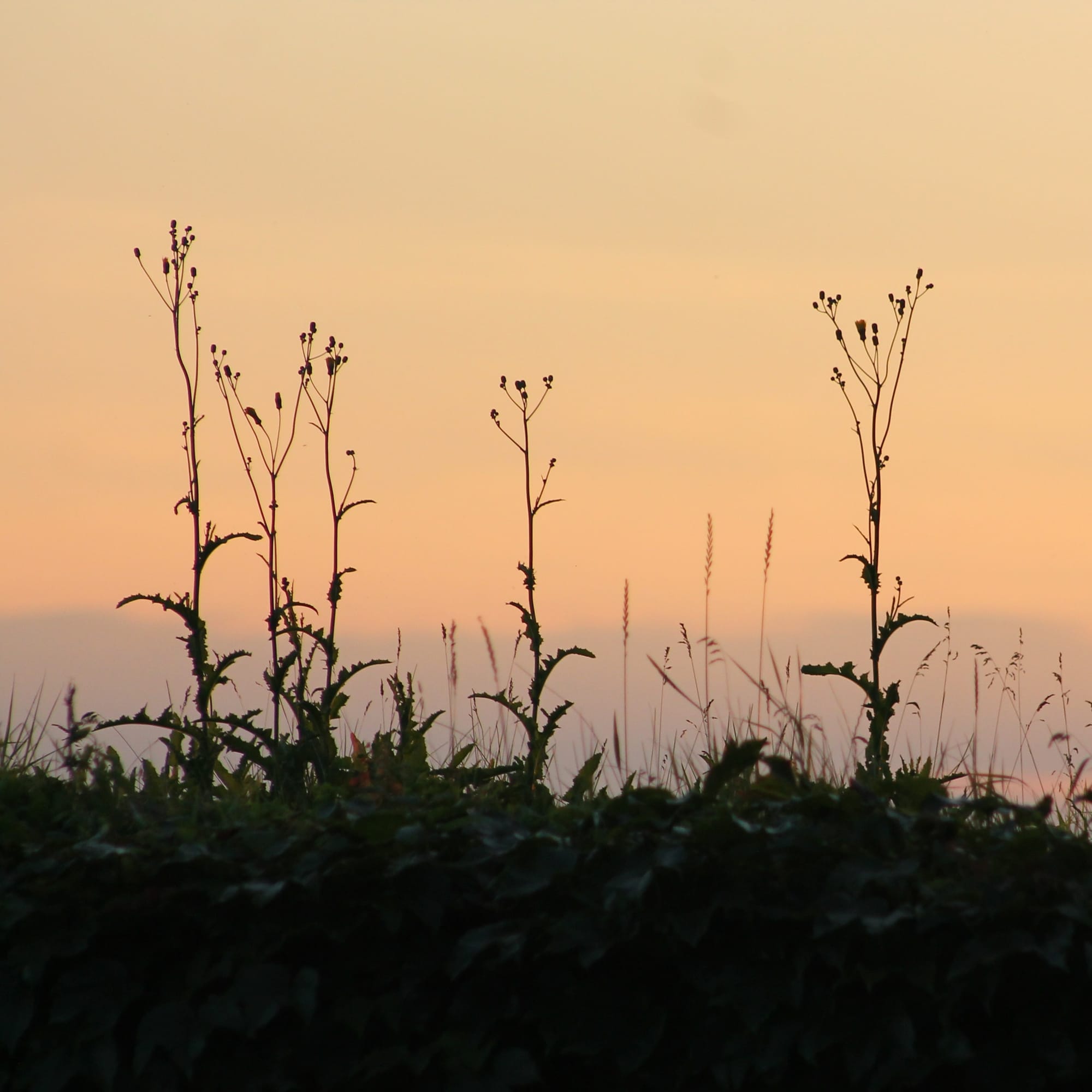 Dark weedy plants in profile against a sunset sky in soft shades of peachy yellow and lavender.