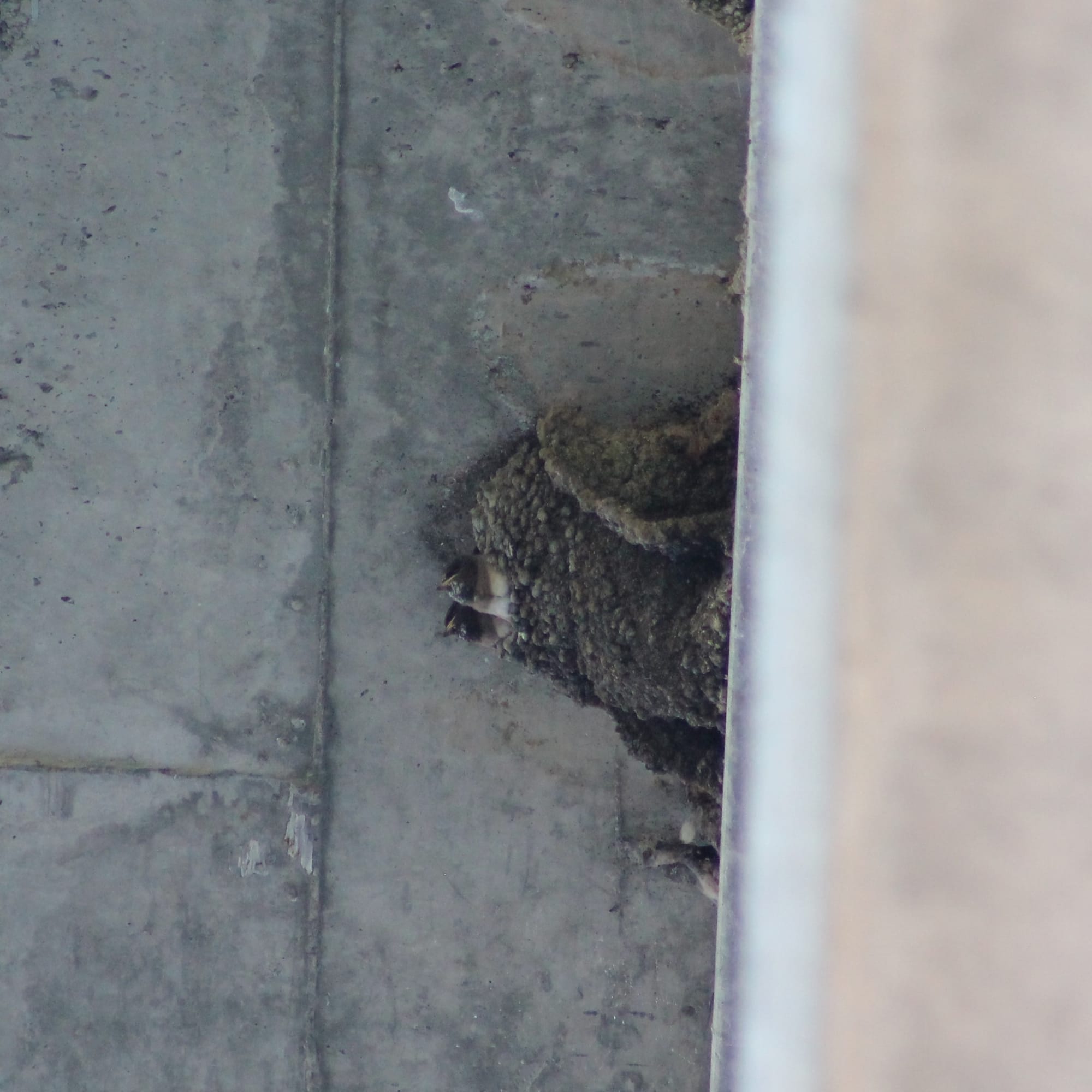 Two cliff swallow nestlings with their heads sticking out of the entrance of their bubbly looking mud nest, attached to the concrete underside of a bridge. The nestlings, seen from below, have dark brown heads, a paler brown collar, and fluffy white chests. Their beaks are yellow, with paler mottling on their throat.