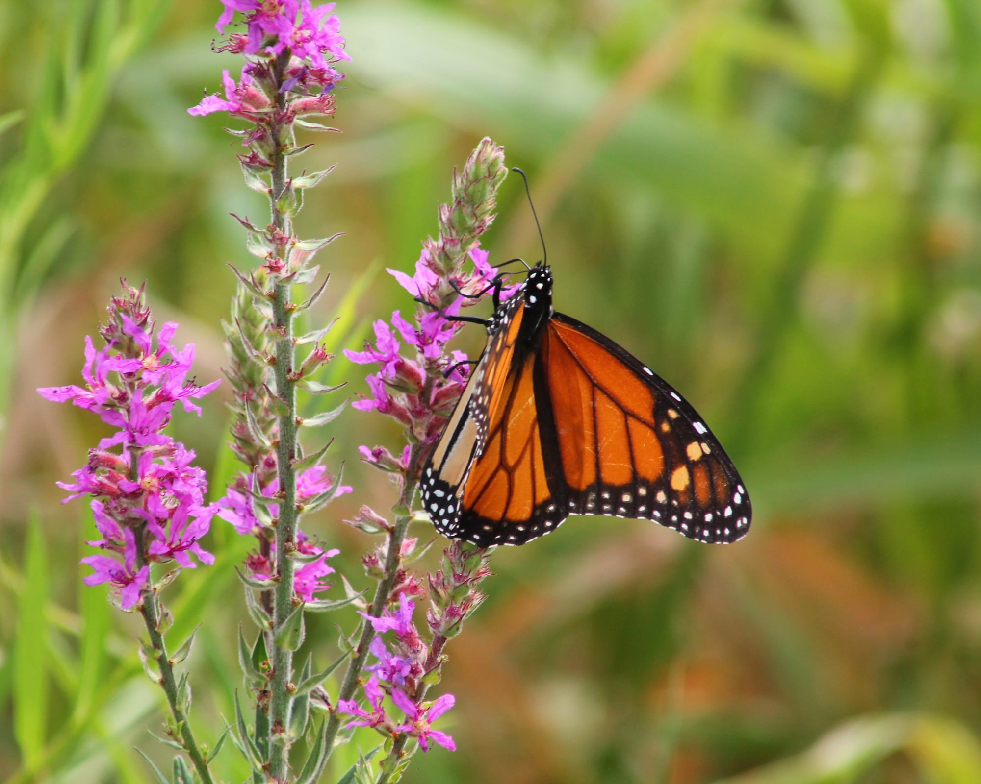 A monarch butterfly, all orange and black, its wings halfway open, on vibrant pink flowers. The background is semi-blurred greenery.