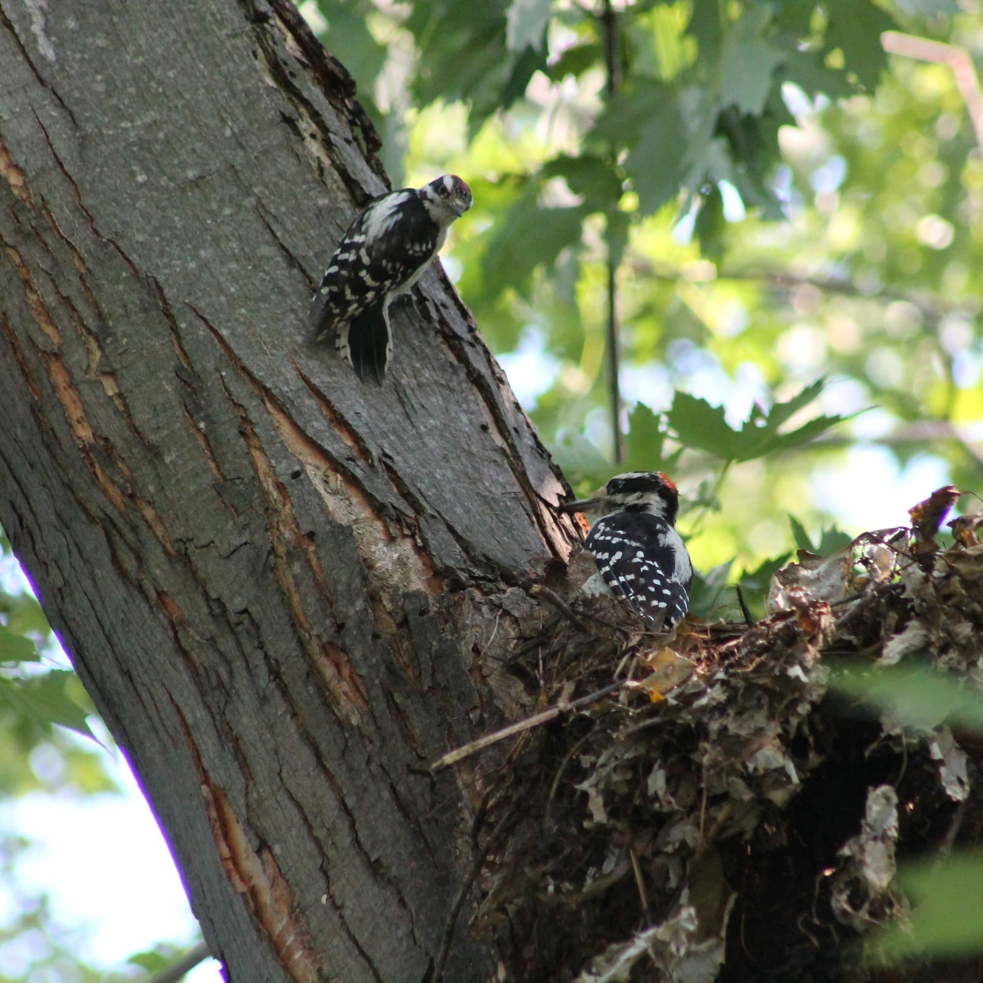 A male downy woodpecker on the side of a tree trunk, tail feathers braced for balance and head turned to look over their shoulder, while a male hairy woodpecker perches at the edge of a messy squirrels nest a little lower down at a V in the trunk, looking sideways. 
