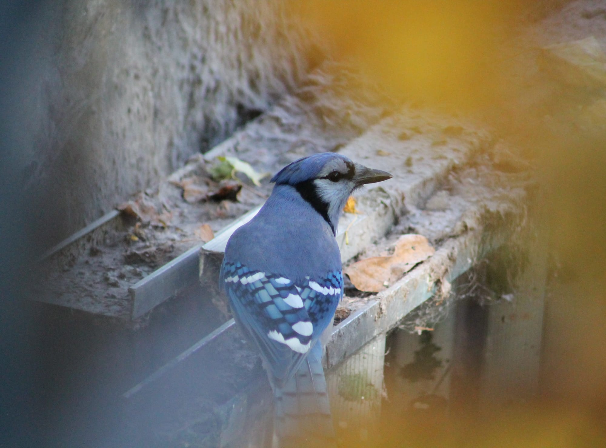 A blue jay as seen from behind, their head turned to the side and in profile, the blues, blacks, and whites of their plumage sharp and vivid. There are hazy, partially obscuring colours framing the bird, blueish on one side, orange on the other, an effect of the shot having been taken through various plant matter and clutter so that it appears blurred and dreamlike. The blue jay is perched on a dirty metal ladder, which is resting against a concrete wall.