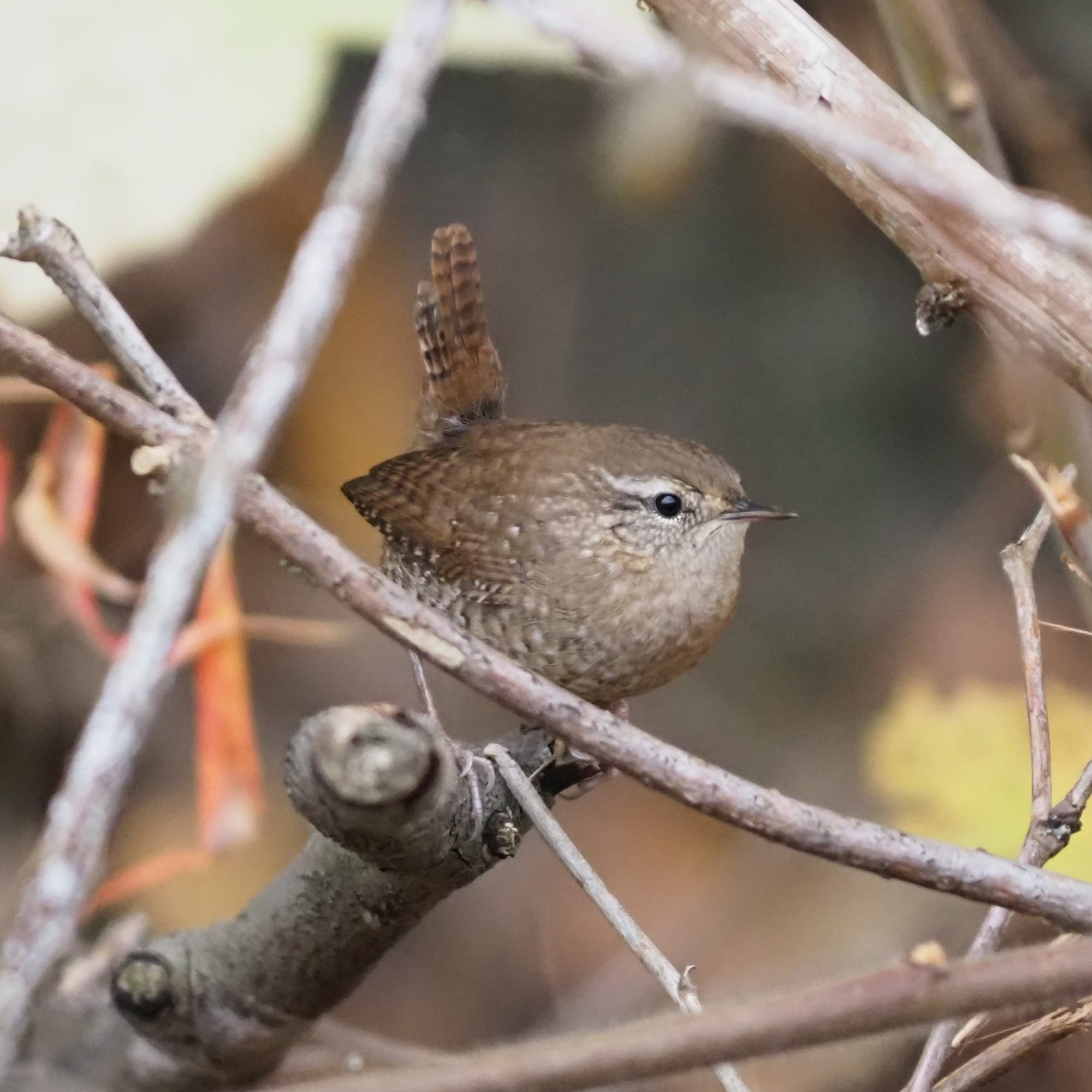 A tiny round bird with a giant head and stubby tail held straight up, their side facing the camera as they perch in a tangle of dead branches. They're assorted shades of brown, their tail and wings the darkest and reddest brown, with an almost pixelated pattern to them. Their breast is beige, with a beige eyebrow above their eye.