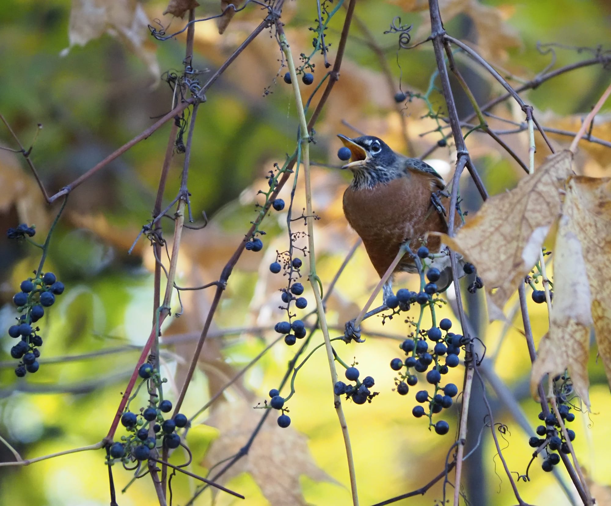 An American robin perched in dying grapevines, the leaves wrinkled and yellow, grapes wrinkling as they dry. The robin has tossed one of those grapes and the image has frozen the moment where the grape hangs suspended, their open beak ready to close on it.