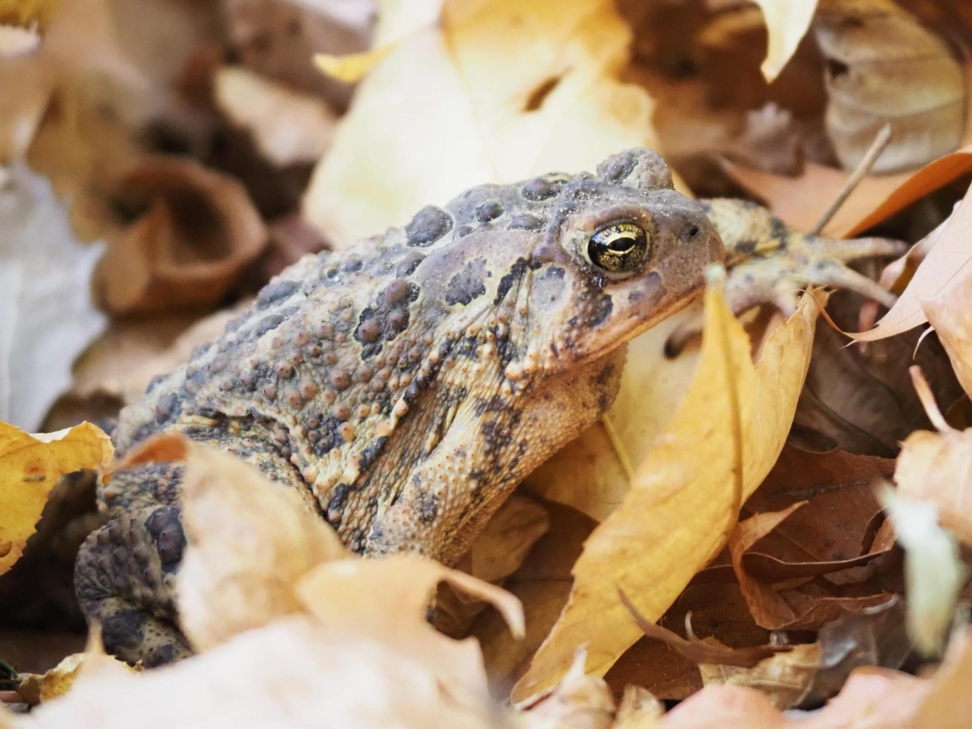 A closeup of an American toad in dull orange leaves on the ground, skin bumpy beige and charcoal, eye a mesmerizing metallic gold and black. Their left front foot is placed at a higher point in front of them as they ready themselves for another step, small toes splayed.