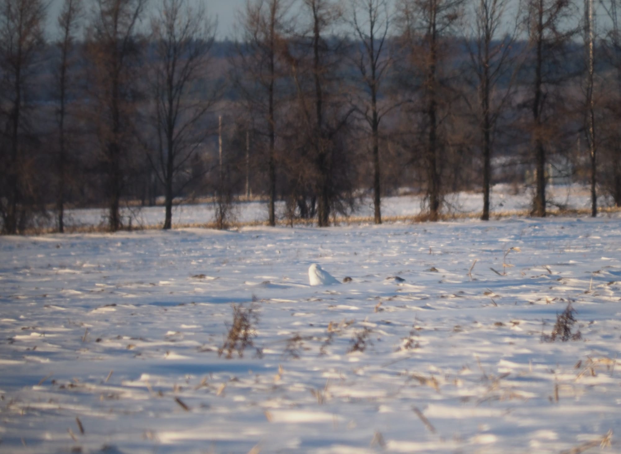 A snowy owl shaped lump way back in a snowy farm field, a row of trees behind them and forest in the distance. The owl is pure white (meaning they're an adult male), blending in very well with the snow around them, mostly visible because the sunlight is catching on them.
