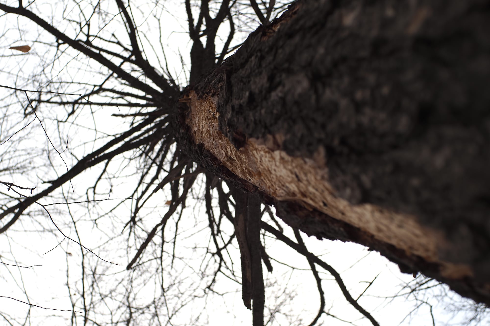 A dead conifer, seen at an angle from below, so that the right side of the image is the blurred trunk, some of the bark peeled off to expose paler wood underneath, the trunk shrinking with distance as it moves vertically a cross the frame so that the left side of the image is blurred branches high above, against a sky so pale grey it's almost white. The image has a slightly unsettling quality to it.