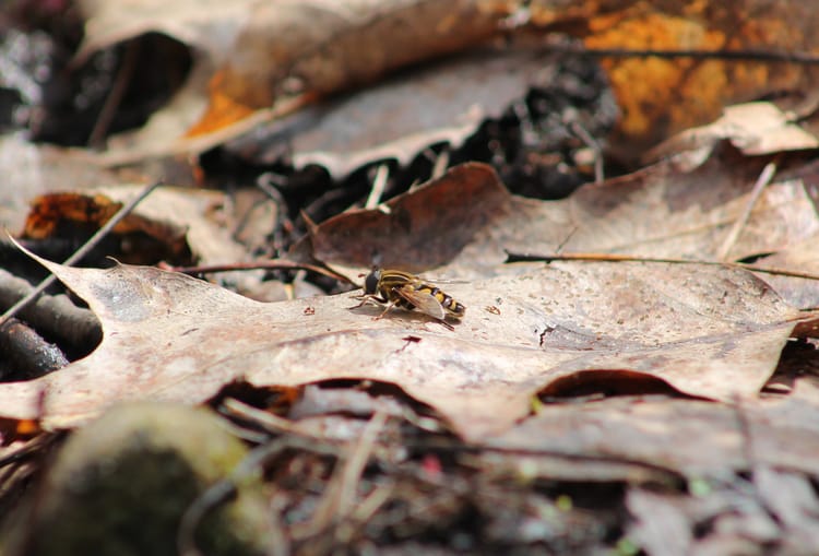 A bee mimic fly on a dead leaf on the ground.
