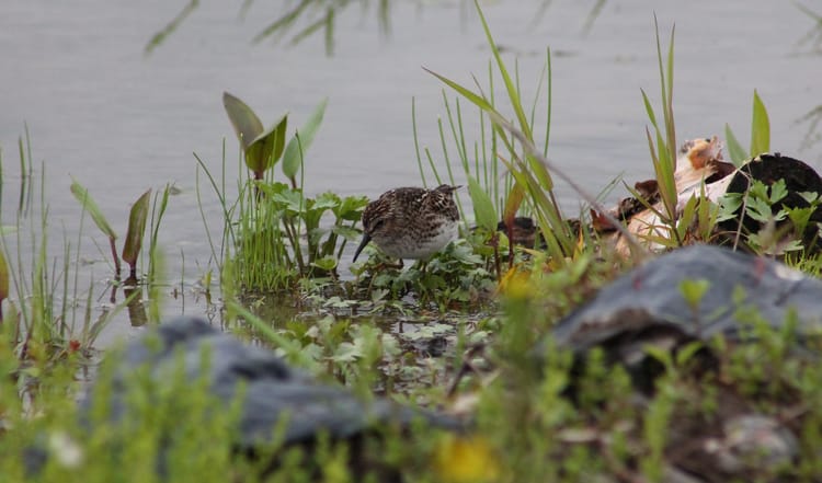 A mottled, speckly brown and cream shorebird steps through plants in shallow water, black trash bags blurred in the foreground.