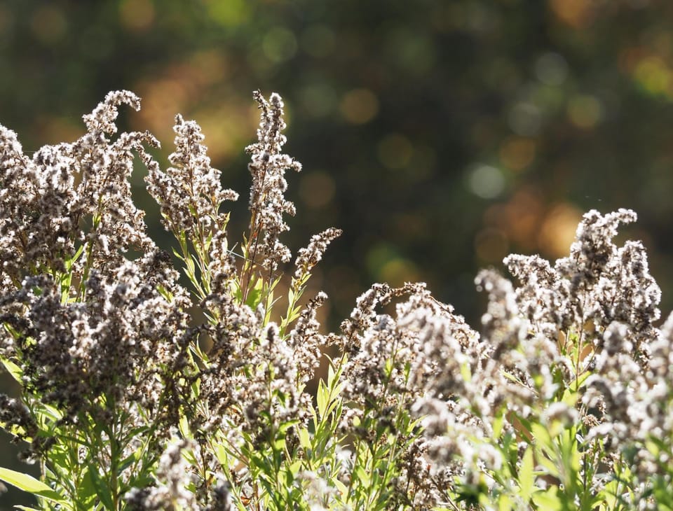 Part of a field of goldenrod gone to seed, the fluffy seed heads glowing in the morning sun. The background bokeh is blurred circles of green and soft orange.