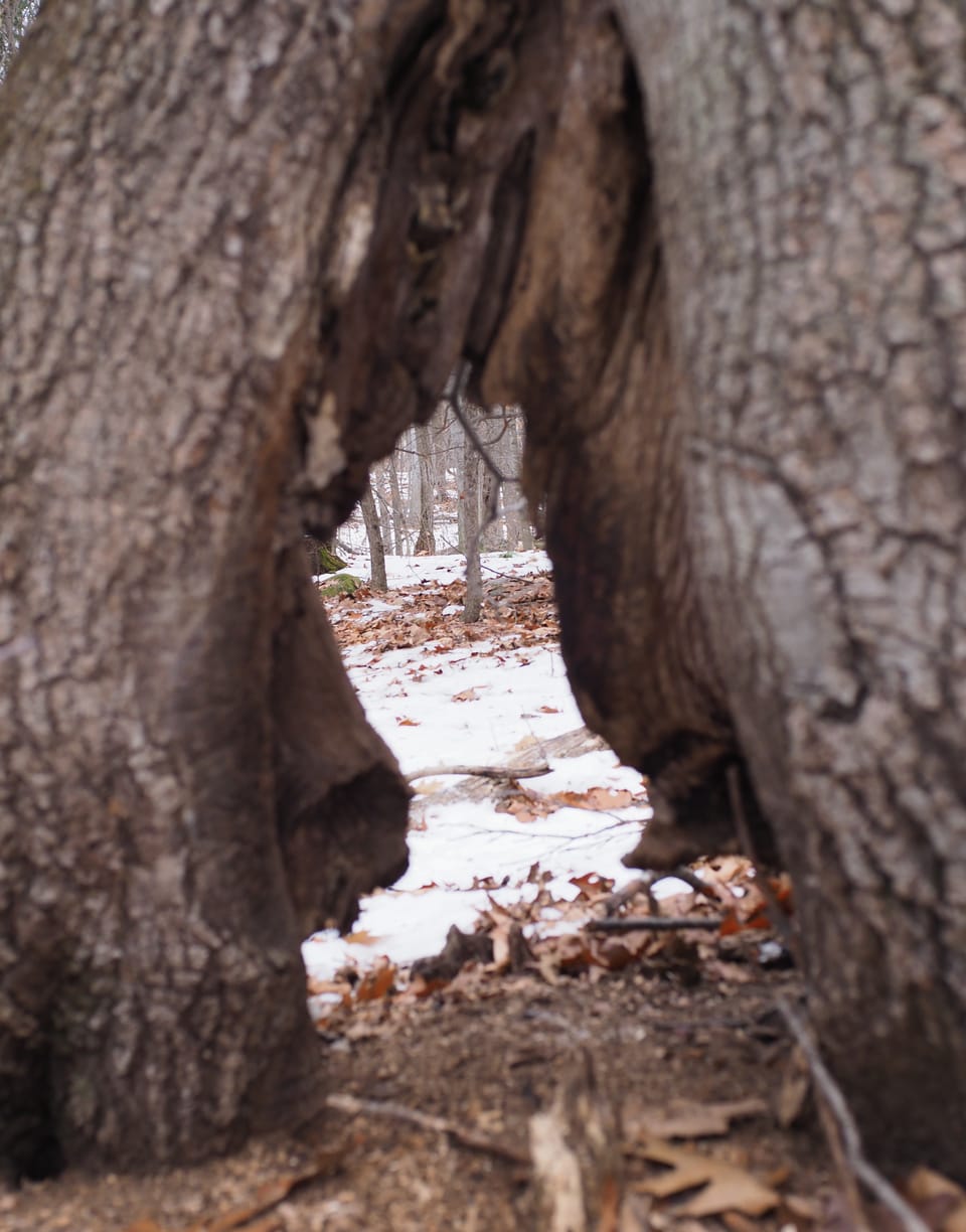 A rotted-out arch in the base of a dead tree trunk, and through that blurred arch an in-focus sliver of snowy woods, like a small doorway to another world.